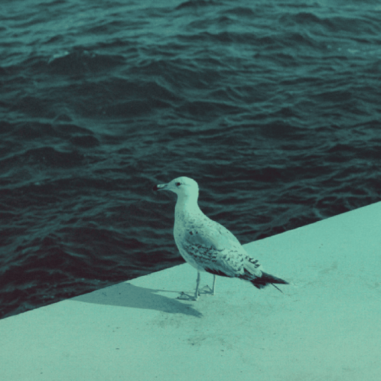 Une mouette se tient sur une surface en béton blanc, près de l'eau bleu foncé de l'océan, le regard tourné vers la mer.