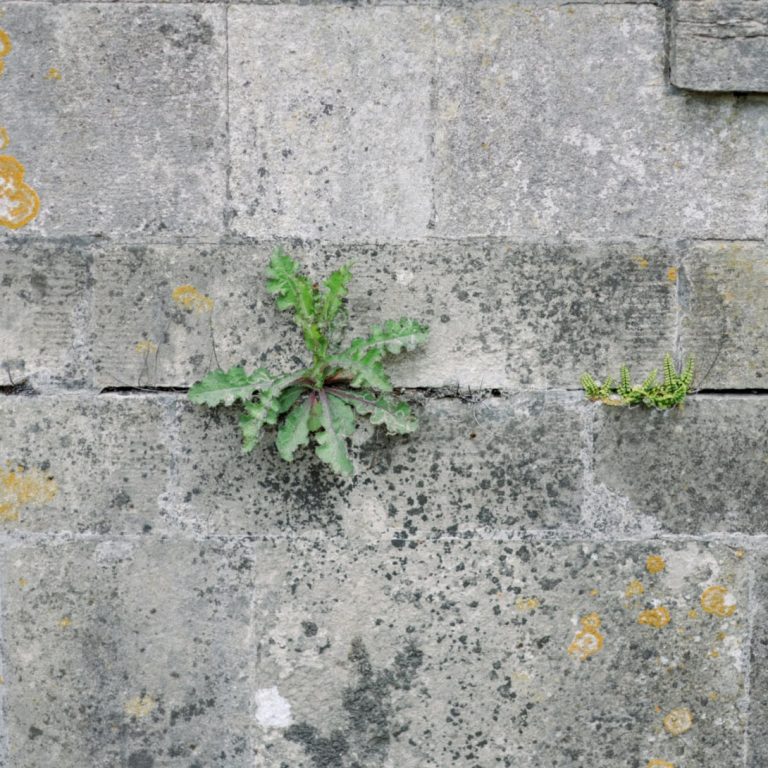 Un mur de pierre grise fissuré, sur lequel poussent de petites plantes vertes et des lichens jaunes qui émergent des interstices entre les pierres.