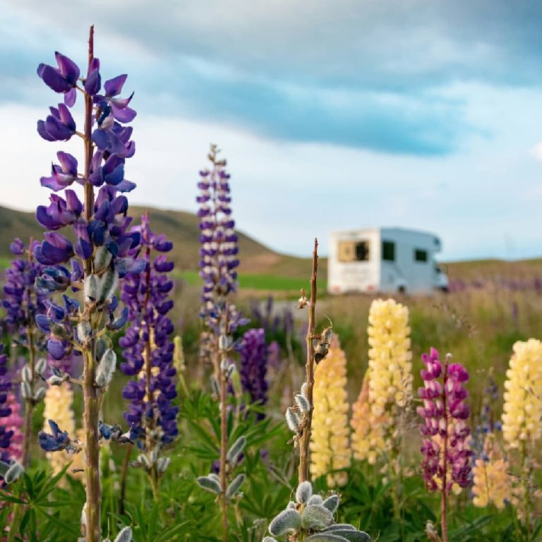 De grandes fleurs de lupin aux teintes violettes, roses et jaunes fleurissent dans une prairie, avec un camping-car blanc légèrement flou en arrière-plan, sous un ciel bleu parsemé de nuages.