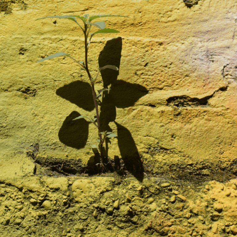 Une petite plante verte pousse dans une fissure d'un mur de briques peint en jaune ; ses feuilles projettent une ombre bien nette sur la surface texturée.