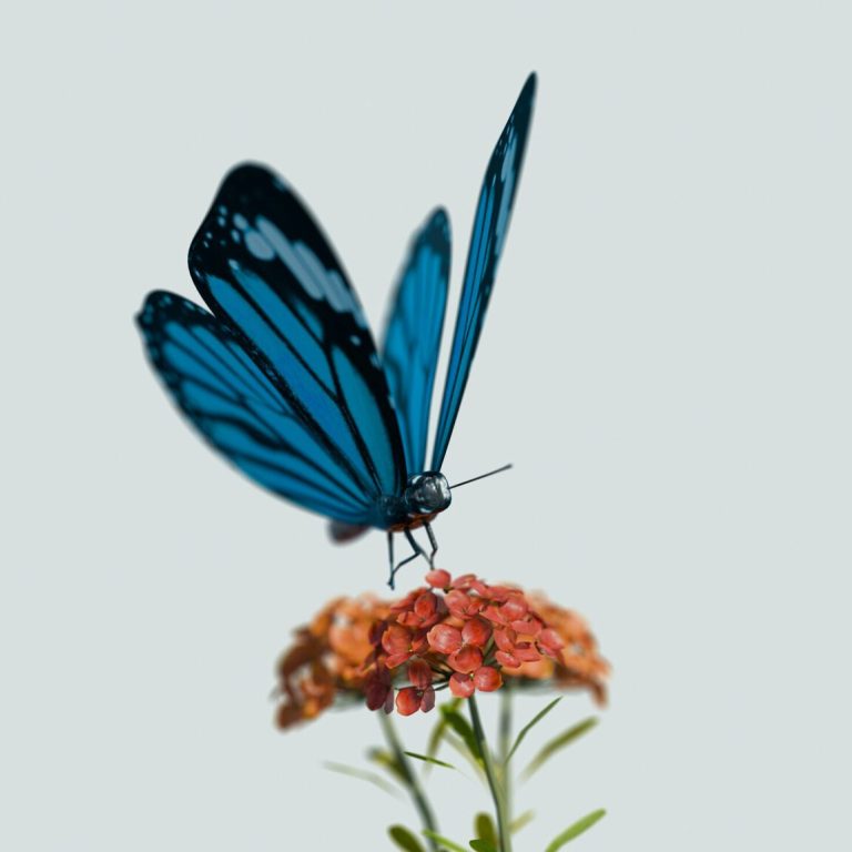 Un papillon bleu aux motifs noirs et blancs se pose sur un bouquet de petites fleurs orange, sur un fond uni et clair, évoquant un sentiment de calme et d'ancrage corporel en sophrologie.